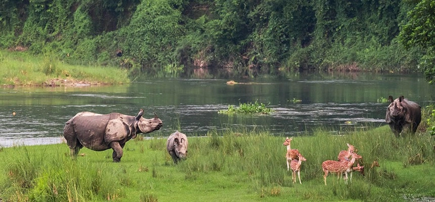 Jungle Safari